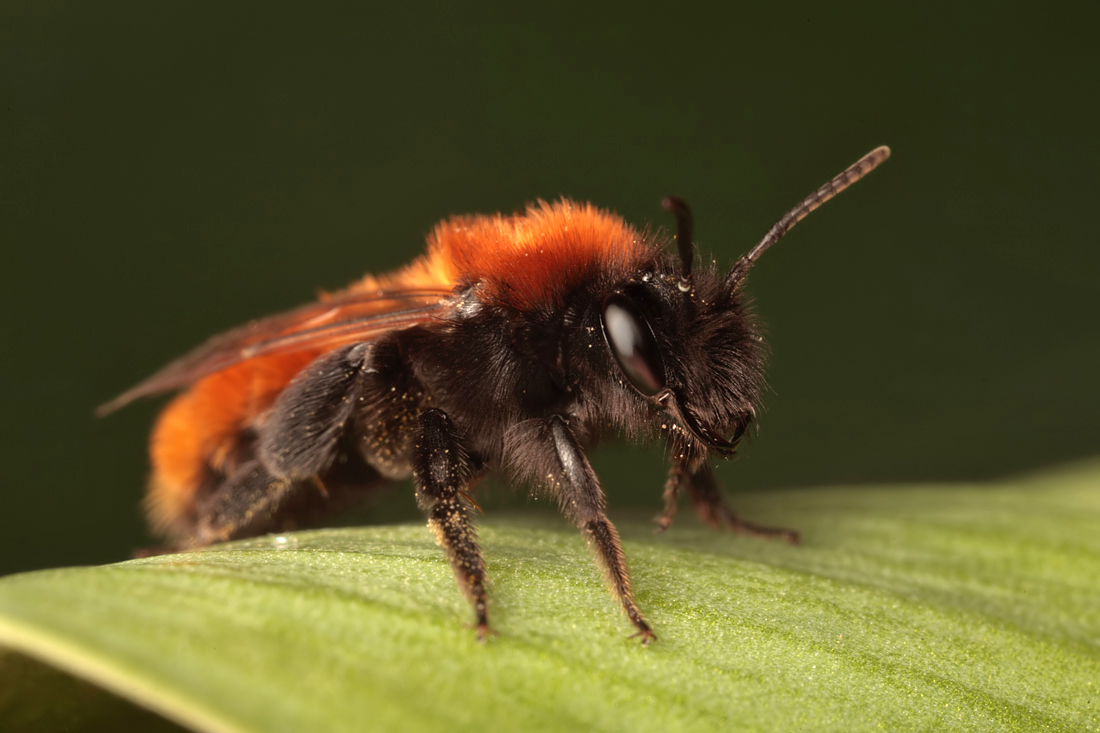 Tawny Mining Bee 4